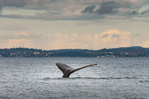 surcar los mares en ballena