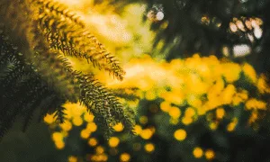 imagen de un bosque como representación de la ecopoesía